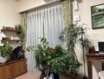 我が家の観葉植物